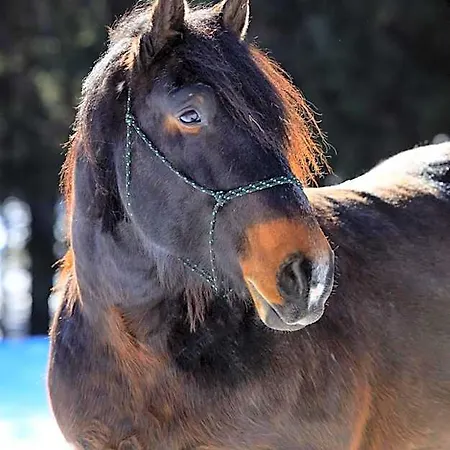 Farma Severak アパートホテル ヤノフ・ナト・ニソウ
